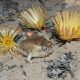 Vulnerable desert rain frog (Breviceps macrops) at Port Nolloth, 2008, credit Jeanne Tarrant