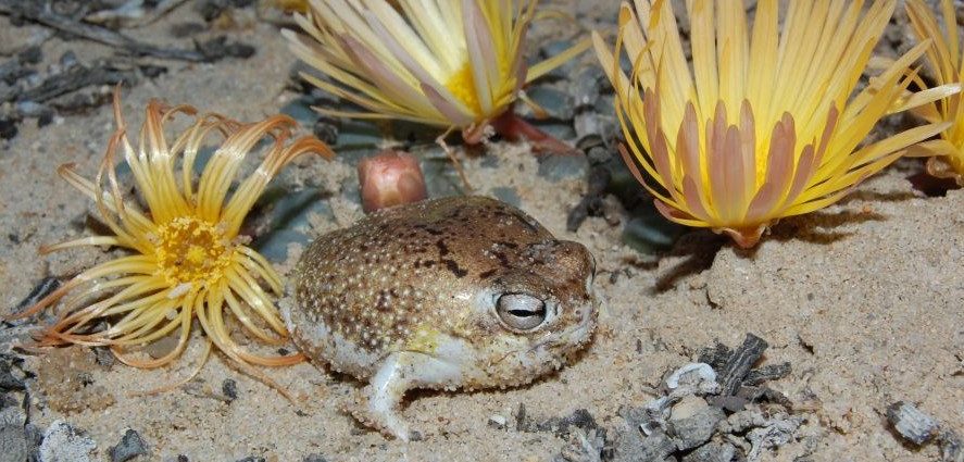 Vulnerable desert rain frog (Breviceps macrops) at Port Nolloth, 2008, credit Jeanne Tarrant