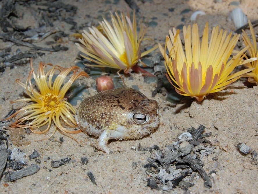 Vulnerable desert rain frog (Breviceps macrops) at Port Nolloth, 2008, credit Jeanne Tarrant