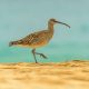 eurasian curlew rescue bird