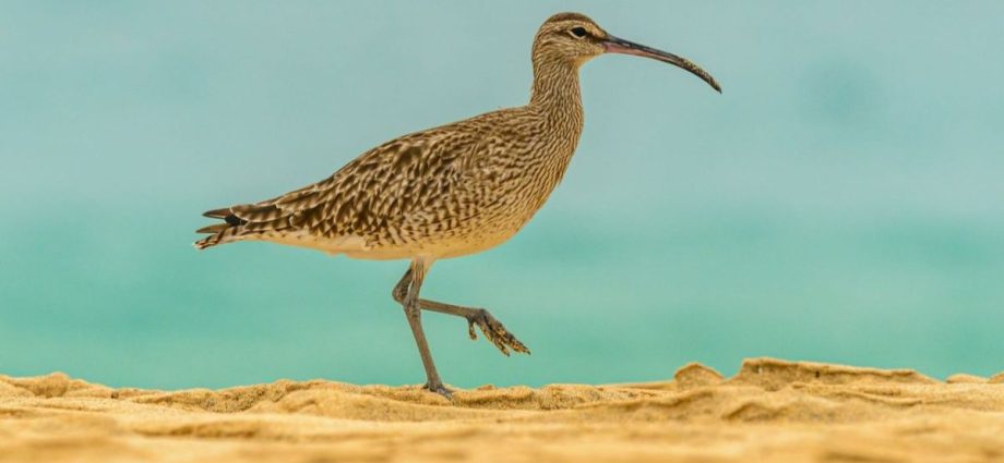 eurasian curlew rescue bird