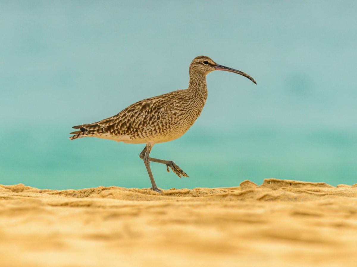 eurasian curlew rescue bird
