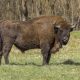 European bison Bison bonasus