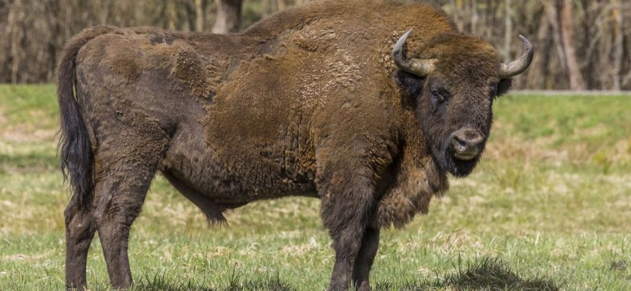European bison Bison bonasus