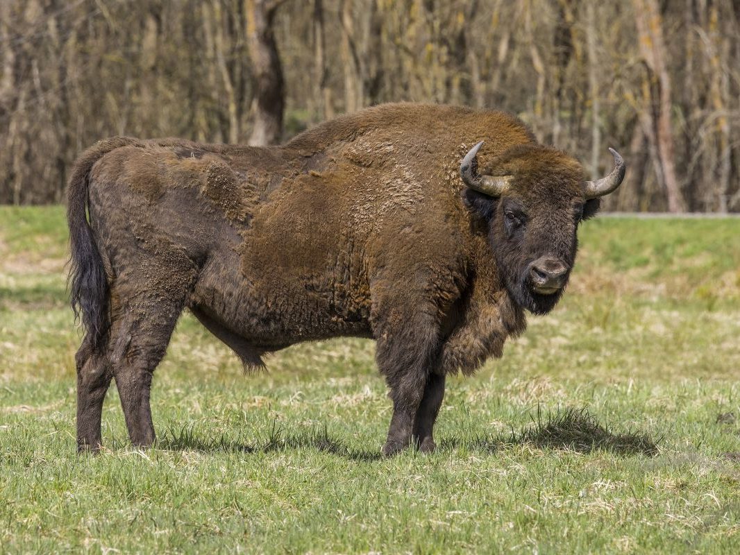 European bison Bison bonasus