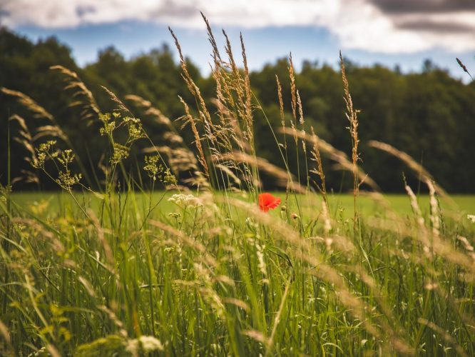 grassland meadow biodiversity drought climate