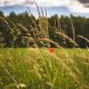 grassland meadow biodiversity drought climate