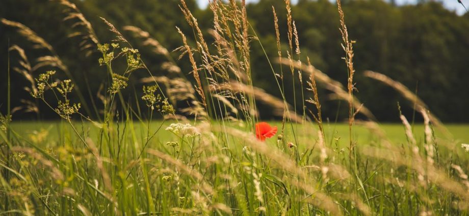 grassland meadow biodiversity drought climate