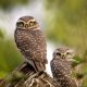 spotted owls bird US