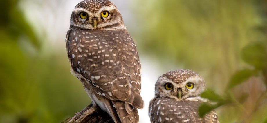 spotted owls bird US
