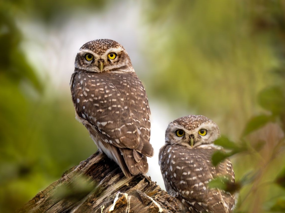 spotted owls bird US