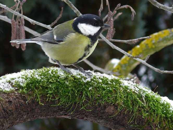 Great tit Parus major bird garden farm