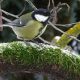 Great tit Parus major bird garden farm