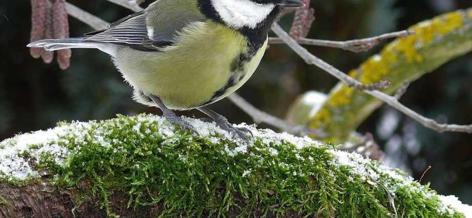 Great tit Parus major bird garden farm