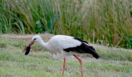 white stork