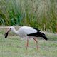 white stork