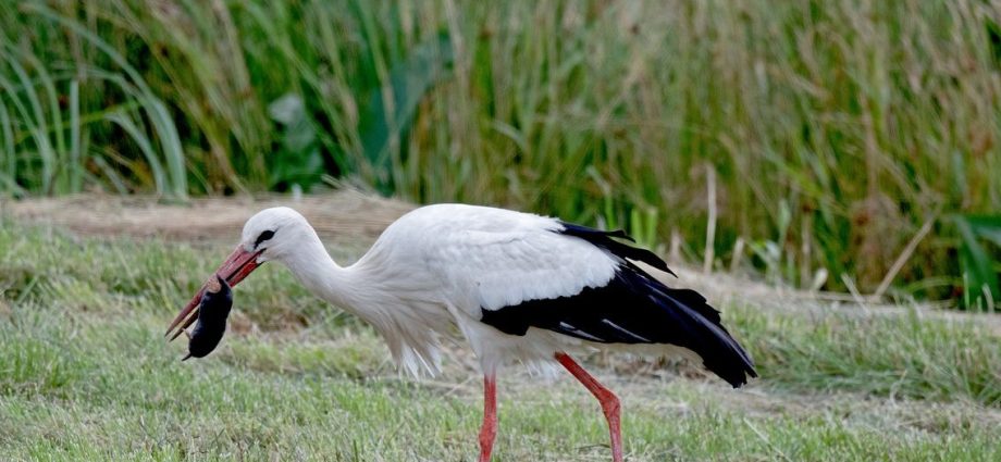 white stork