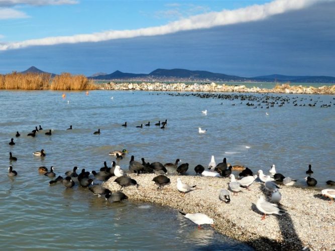 Téli Balaton | madárparadicsom