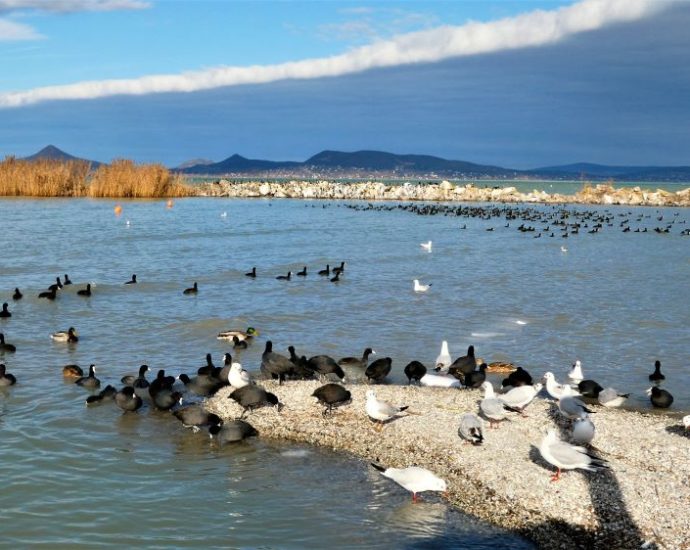 Téli Balaton | madárparadicsom