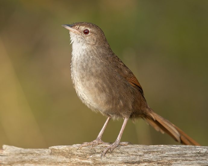 Keleti sörtésmadár | Dasyornis brachypterus | mesterséges intelligencia és ornitológia