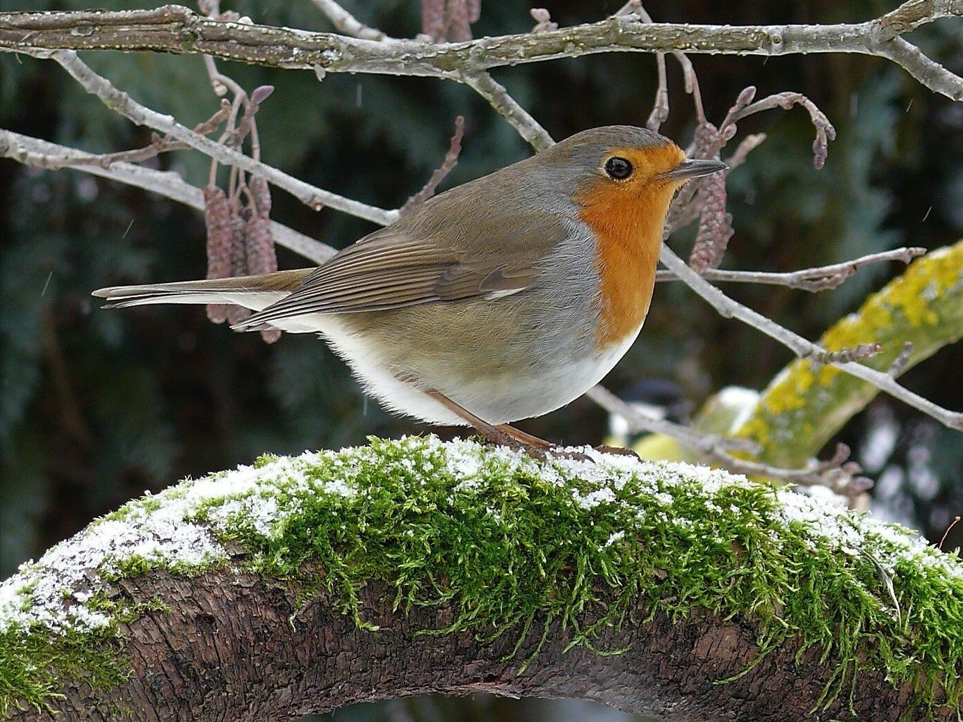 Erithacus rubecula Robin