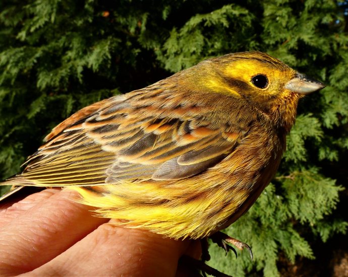 Citromsármány a madáretetőn sármányok Emberiza citrinella yellowhammer
