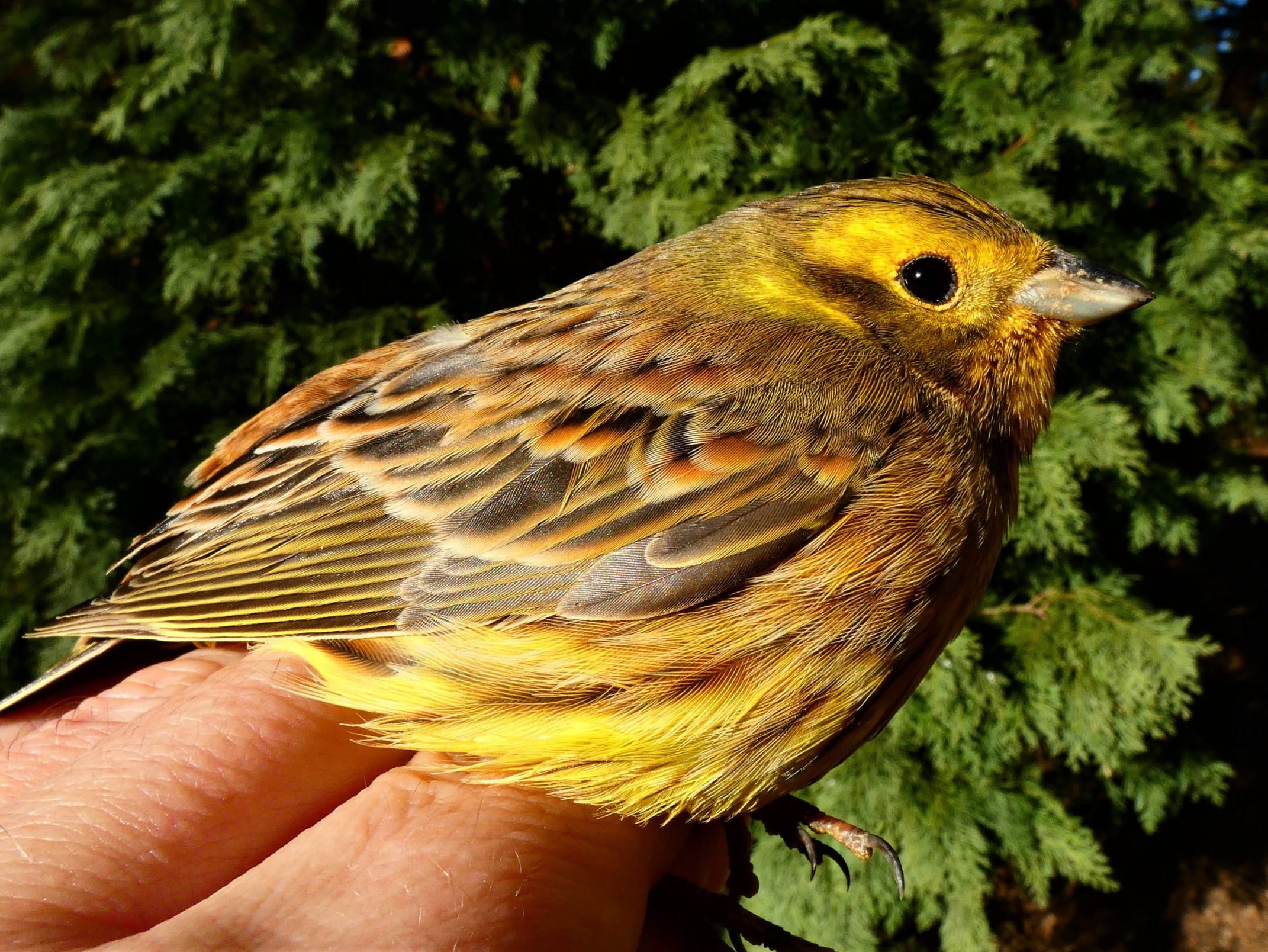 Citromsármány a madáretetőn sármányok Emberiza citrinella yellowhammer