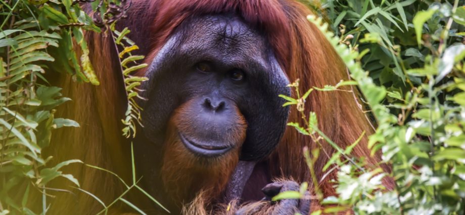 Borneói orangután