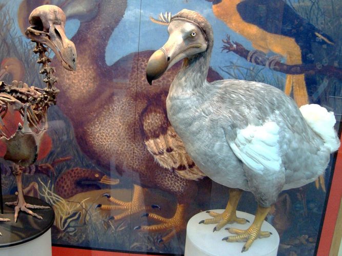 Dodo wiki