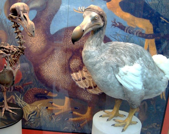 Dodo wiki