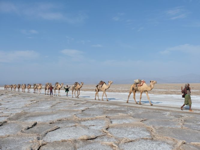 Etiópia sivatag tevék