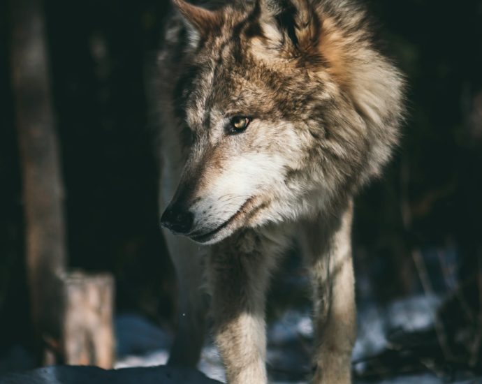 Farkas