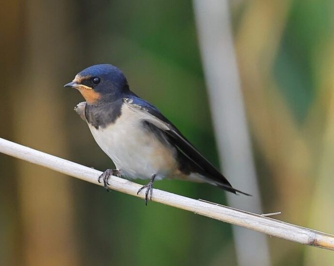 Fusti-fecske-Hirundo-rustica