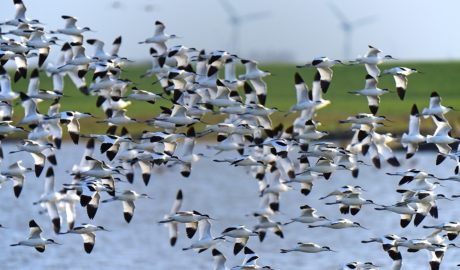 Gulipanok-Recurvirostra-avosetta madarak madár madárvonulás