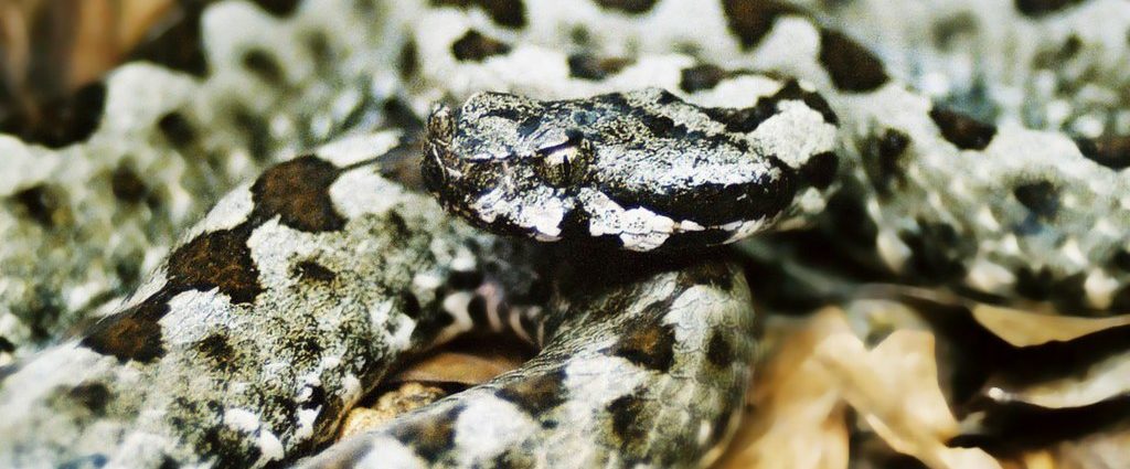 Homoki vipera Wikipédia