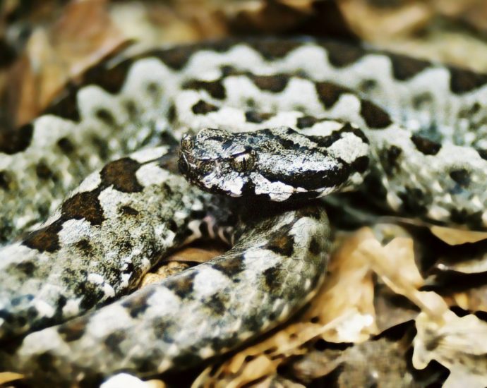 Homoki vipera Wikipédia