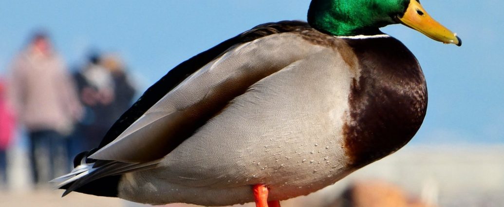 Tőkés réce gácsér Anas platyrhynchos Balaton
