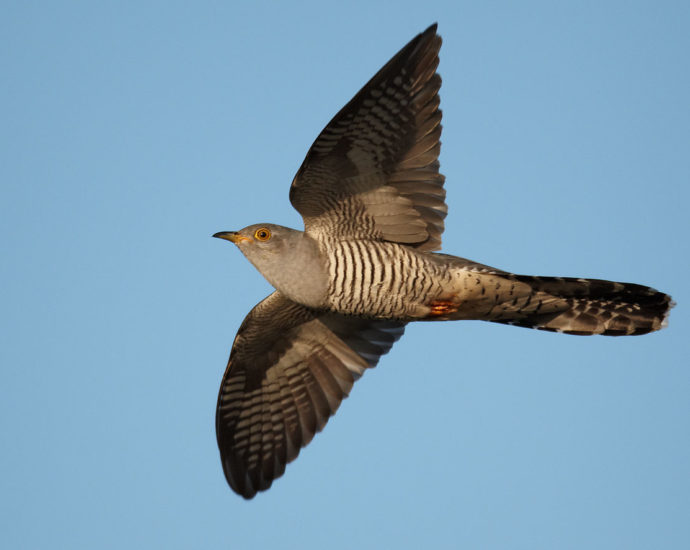 kakukk Cuculus canorus gazdamadara költésparazita fészekparazita tojásparazita wikimedia commons 1