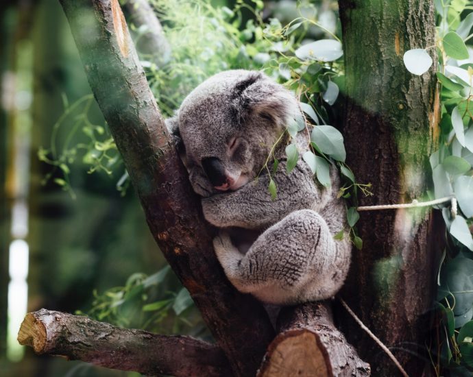 Koala