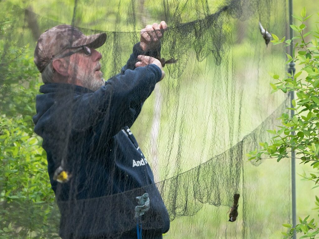madárgyűrűzés függönyháló hálózás madár befogás