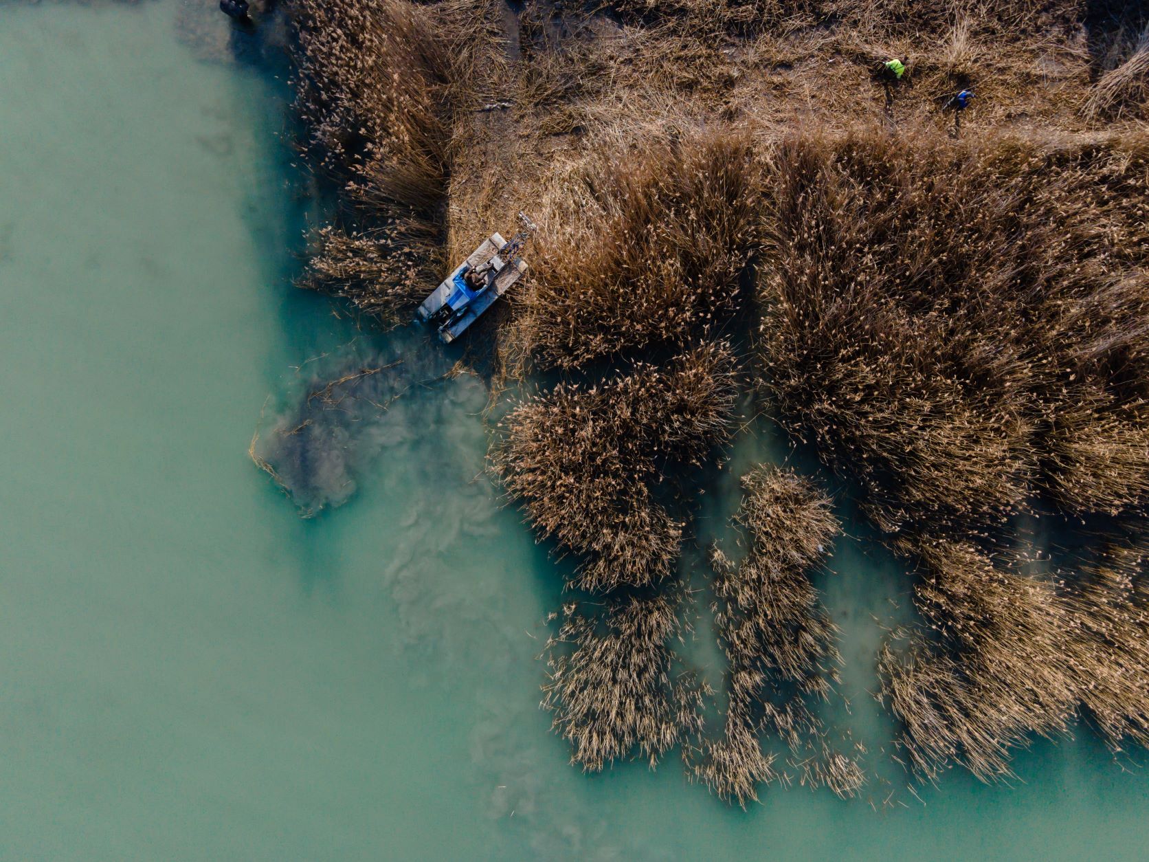 Nádaratás a Balatonnál 1