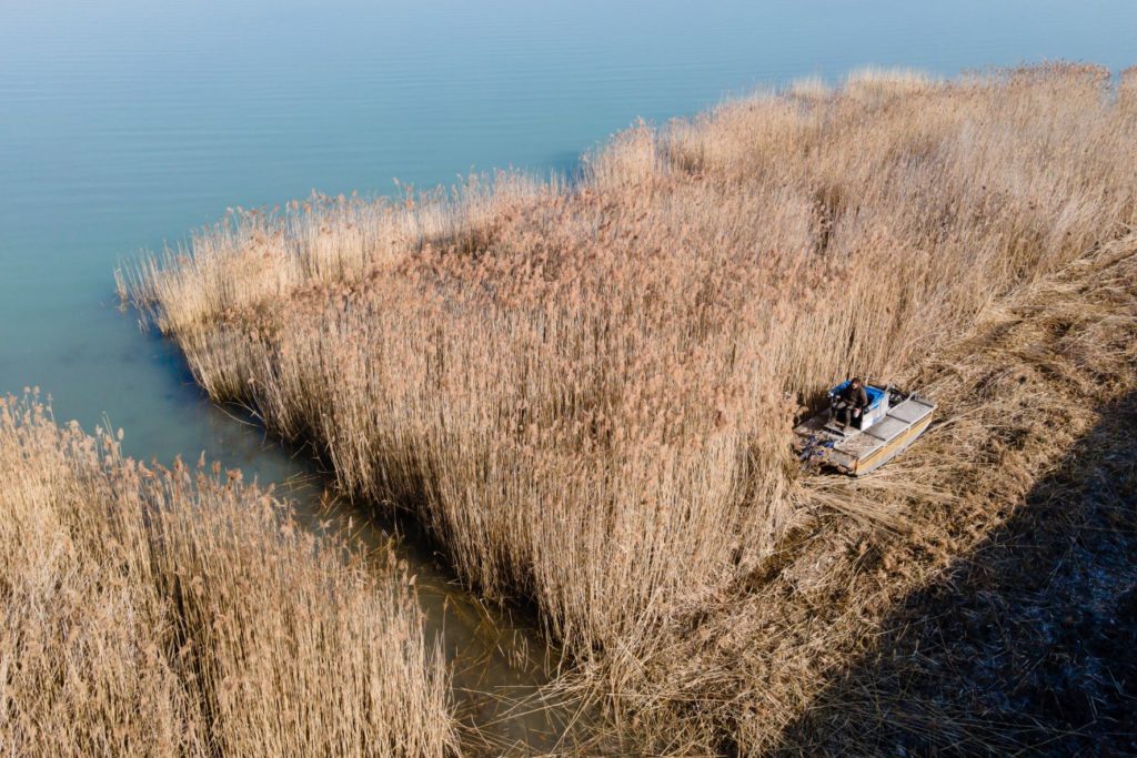 Nádaratás a Balatonnál