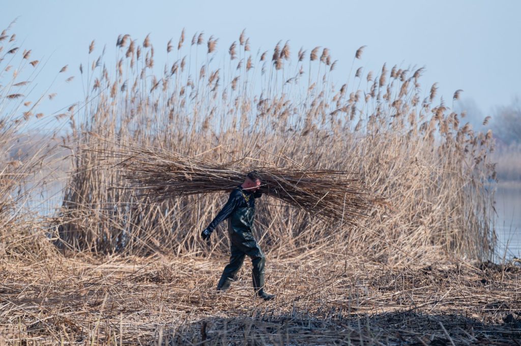 Nádaratás a Balatonnál