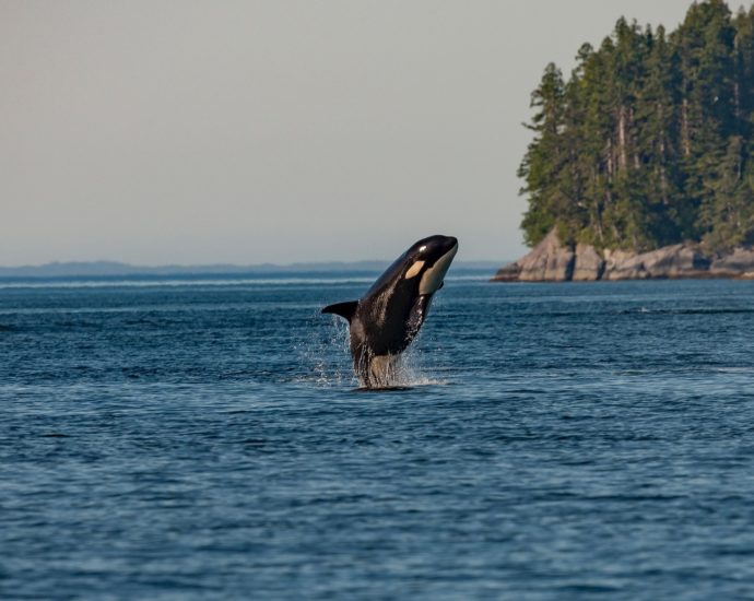 Orka (Orcinus orca)