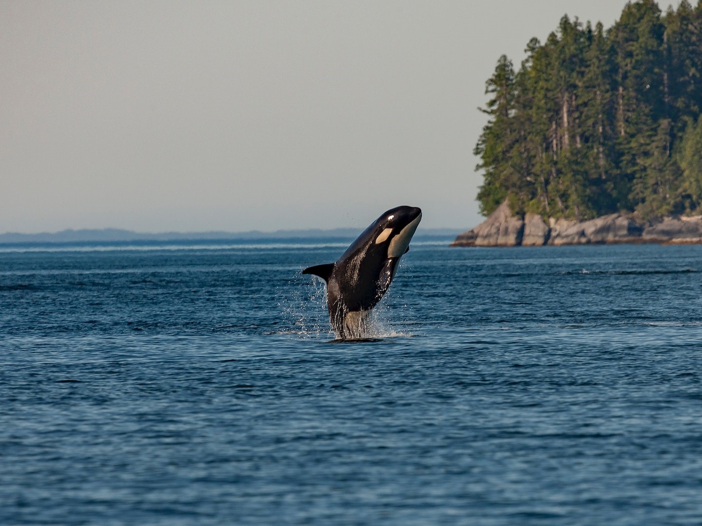 Orka (Orcinus orca)