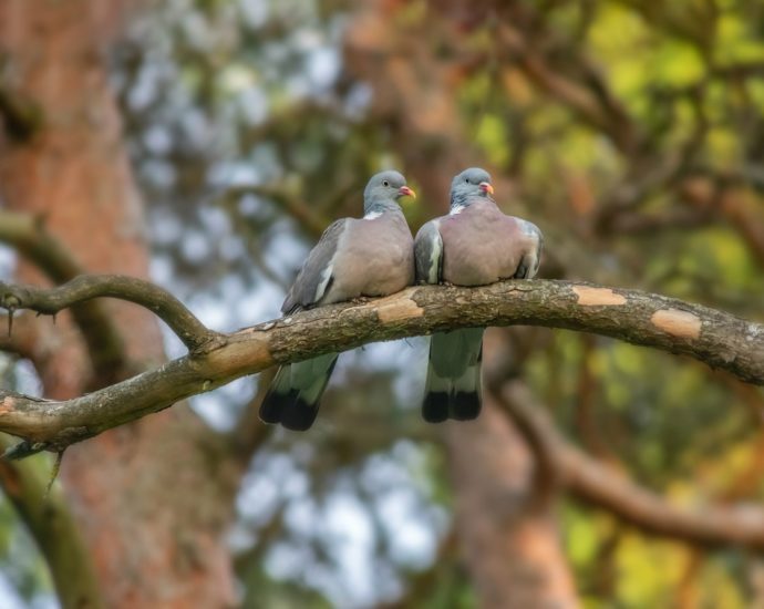 Örvös galamb (Columba palumbus)
