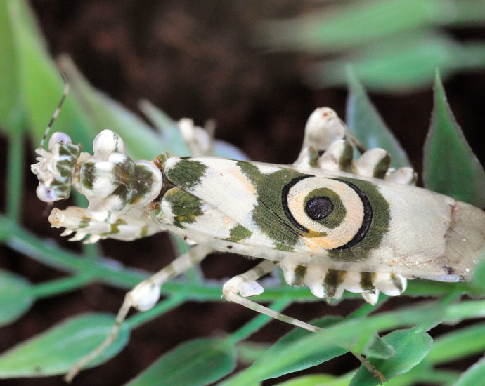 Pseudocreobotra_wahlbergii