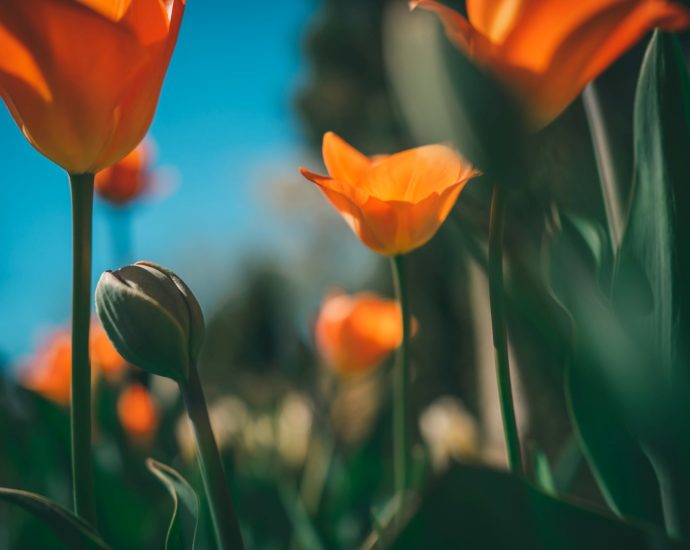 Tulipán