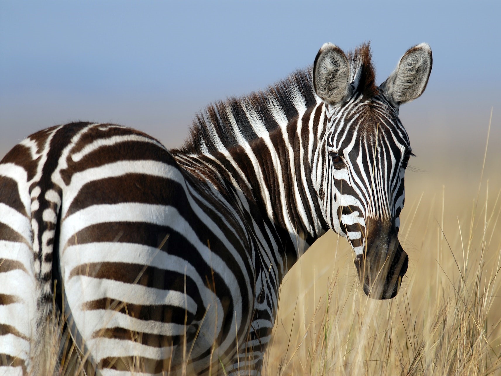 Zebra