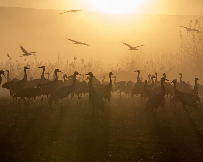 daru-wiki-commons- daruvonulás grus